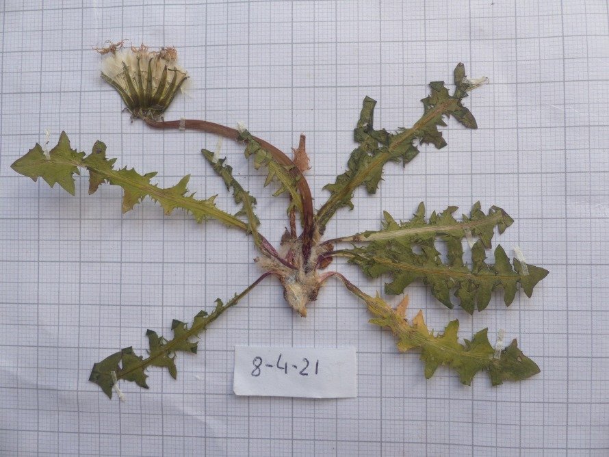 <i>Taraxacum caespitosum</i> Soest