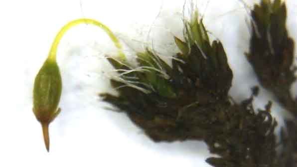 Grimmia-pulvinata-(Hedw.)-S.jpg