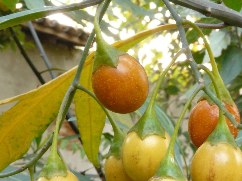 <i>Solanum laciniatum</i> Aiton