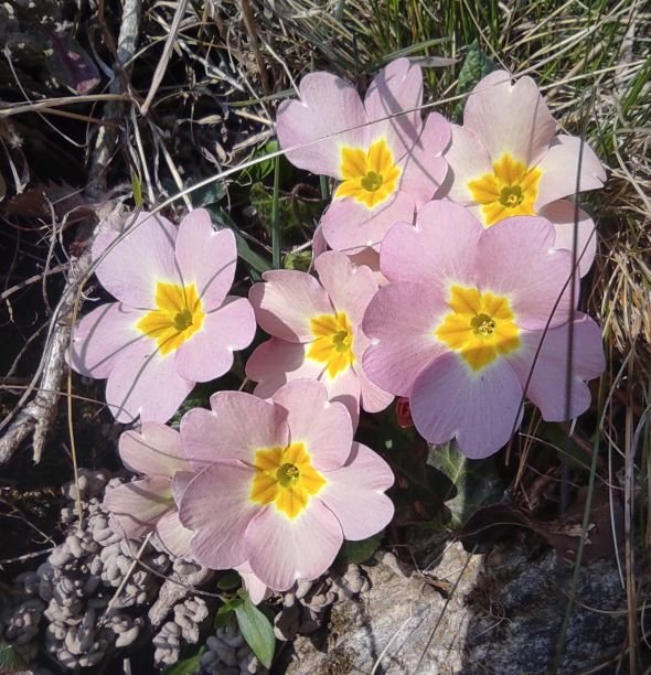 primula vulgaris a fiori rosa.jpg