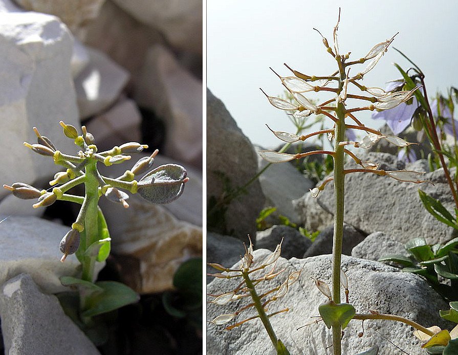 <i>Alyssum wulfenianum</i> Bernh. subsp. <i>ovirense</i> (A.Kern.) Magauer, Schönsw. & Frajman