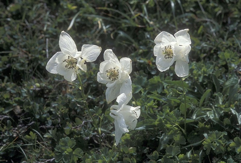 <i>Aquilegia lucensis</i> E.Nardi