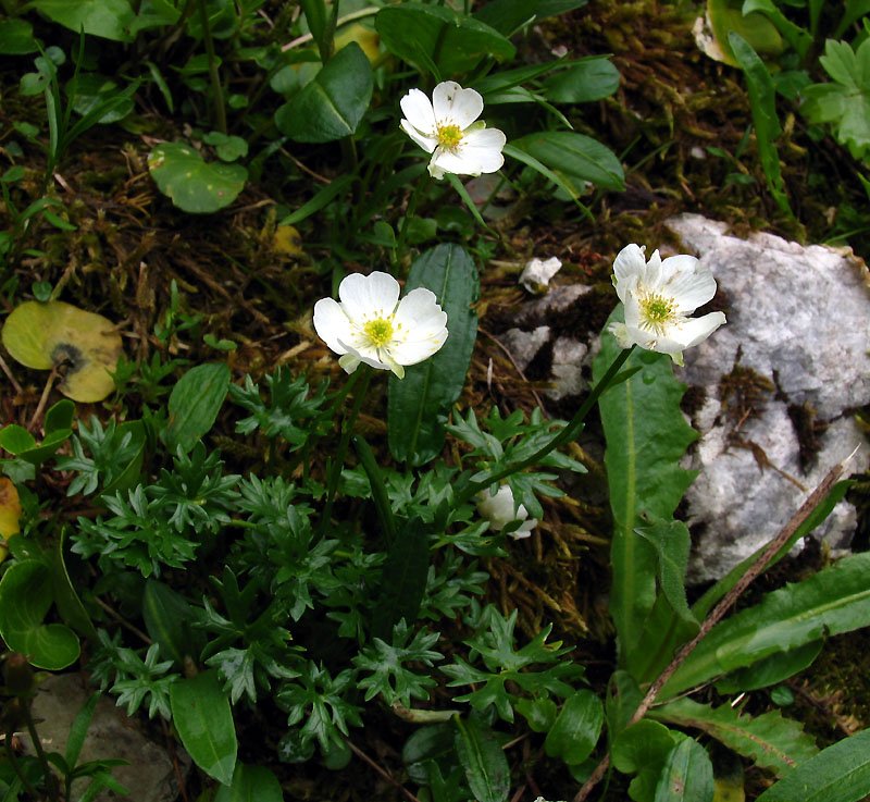<i>Ranunculus traunfellneri</i> Hoppe