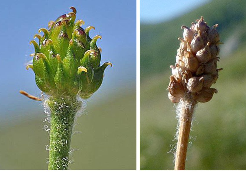 <i>Ranunculus kuepferi</i> Greuter & Burdet