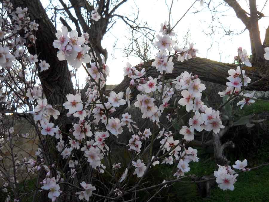 Prunus-dulcis-(Mill.)-D.A.-.jpg