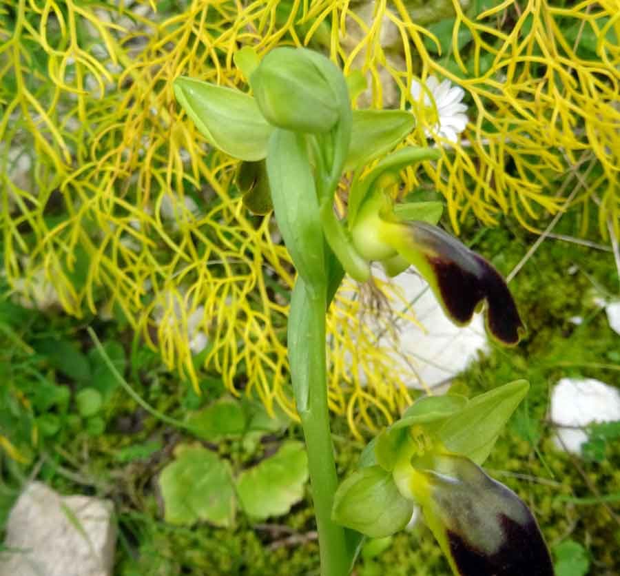 Ophrys-caesiella-P.-Delforg.jpg