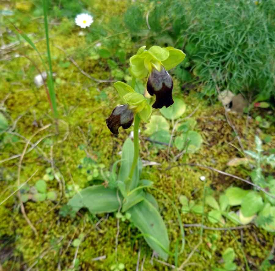 <i>Ophrys gackiae</i> P.Delforge