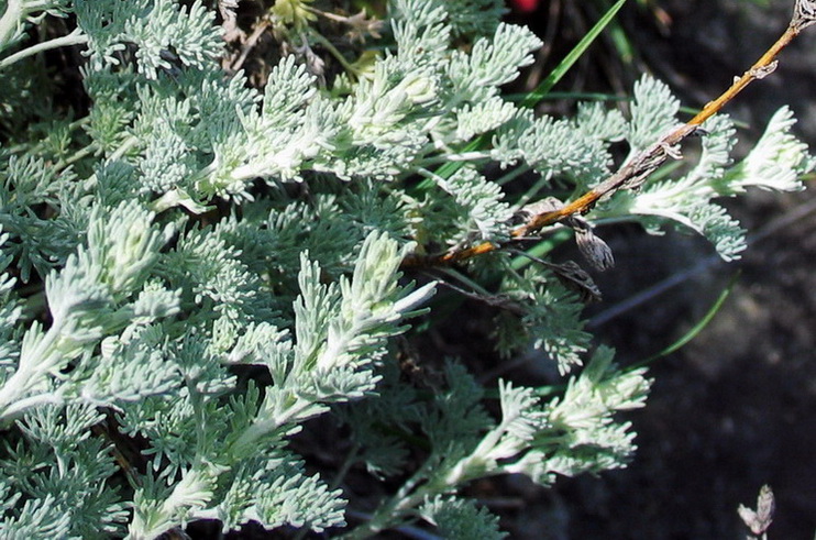 <i>Artemisia vallesiaca</i> All.