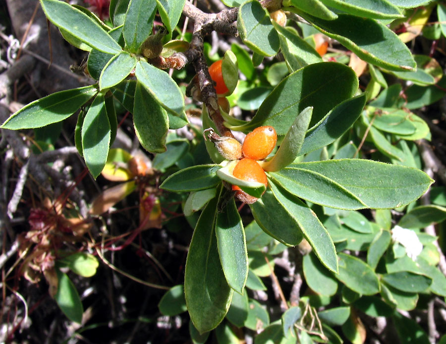 <i>Daphne alpina</i> L. subsp. <i>scopoliana</i> Urbani
