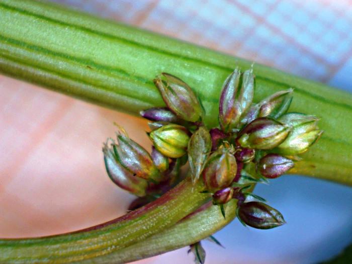 <i>Amaranthus tuberculatus</i> (Moq.) J.D.Sauer
