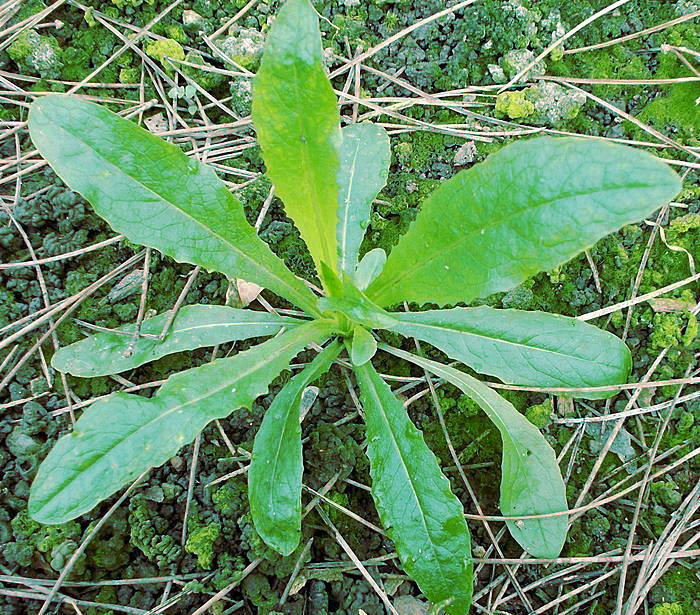 <i>Lactuca sativa</i> L. subsp. <i>serriola</i> (L.) Galasso, Banfi, Bartolucci & Ardenghi