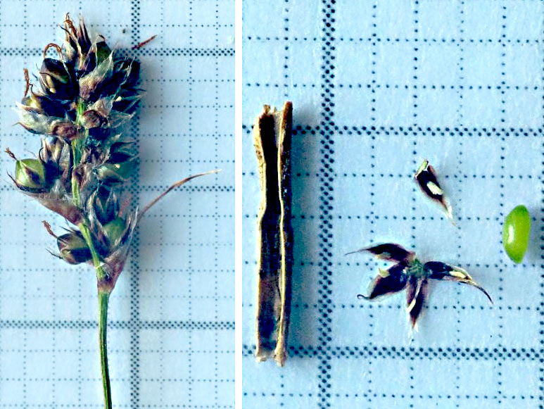 <i>Luzula spicata</i> (L.) DC. subsp. <i>conglomerata</i> (W.D.J.Koch) Murr