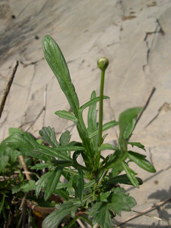 <i>Cephalaria leucantha</i> (L.) Roem. & Schult.