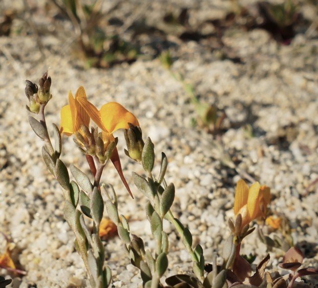 <i>Linaria flava</i> (Poir.) Desf. subsp. <i>sardoa</i> (Sommier) A.Terracc.