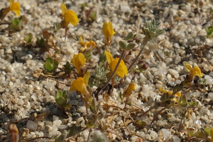 <i>Linaria flava</i> (Poir.) Desf. subsp. <i>sardoa</i> (Sommier) A.Terracc.
