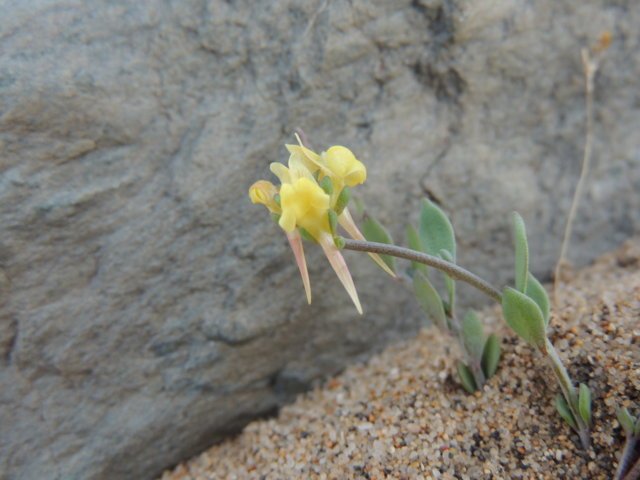 Linaria flava subsp. sardoa.JPG