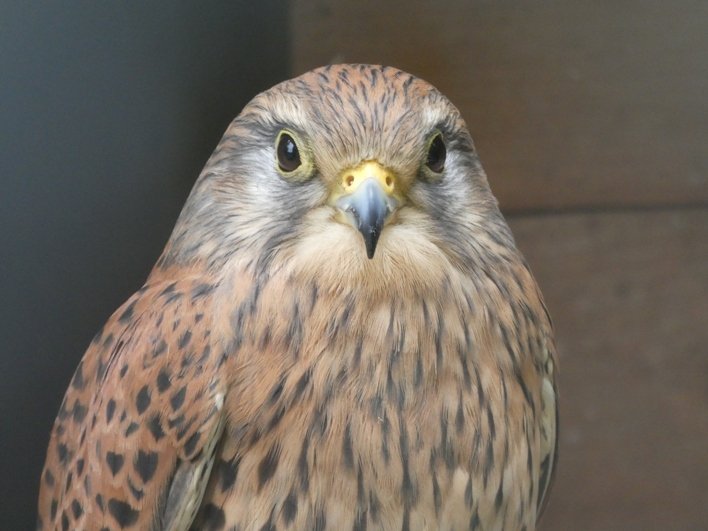 Falco tinnunculus (Linnaeus, 1758) x.JPG