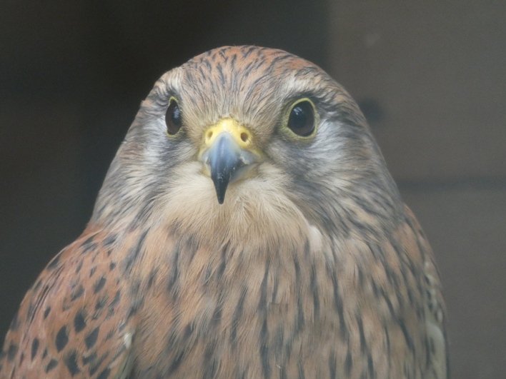 Falco tinnunculus (Linnaeus, 1758) y.JPG