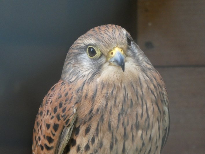 Falco tinnunculus (Linnaeus, 1758) z.JPG
