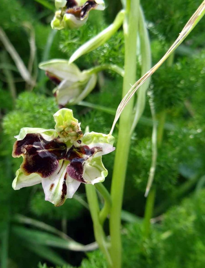 Ophrys-panormitana-(Tod.)-S.jpg