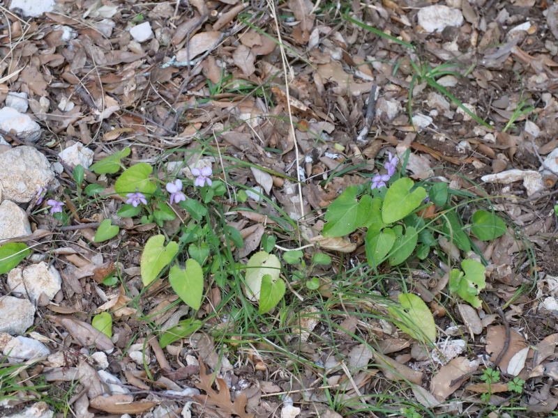 <i>Viola alba</i> Besser subsp. <i>dehnhardtii</i> (Ten.) W.Becker