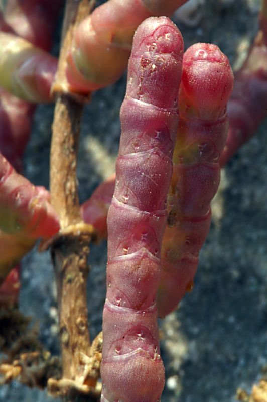Salicornia veneta Pignatti  &amp; Lausi