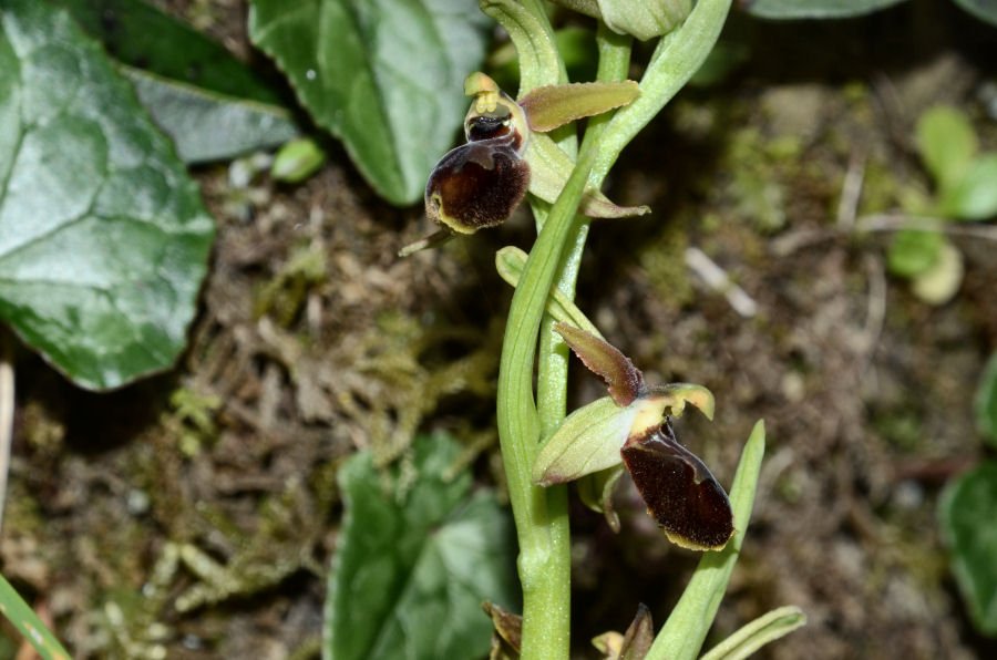 <i>Ophrys argentaria</i> Devillers-Tersch. & Devillers
