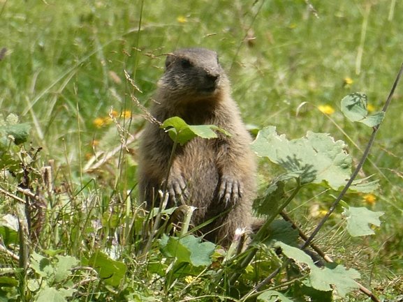 Marmota marmota (Linnaeus, 1758) (c).JPG