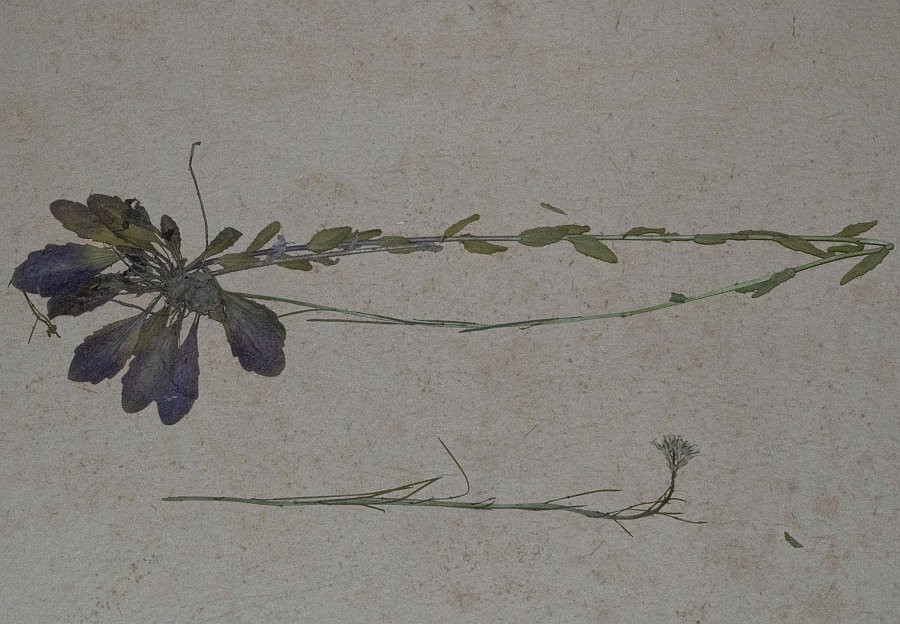 <i>Arabis planisiliqua</i> (Pers.) Rchb.