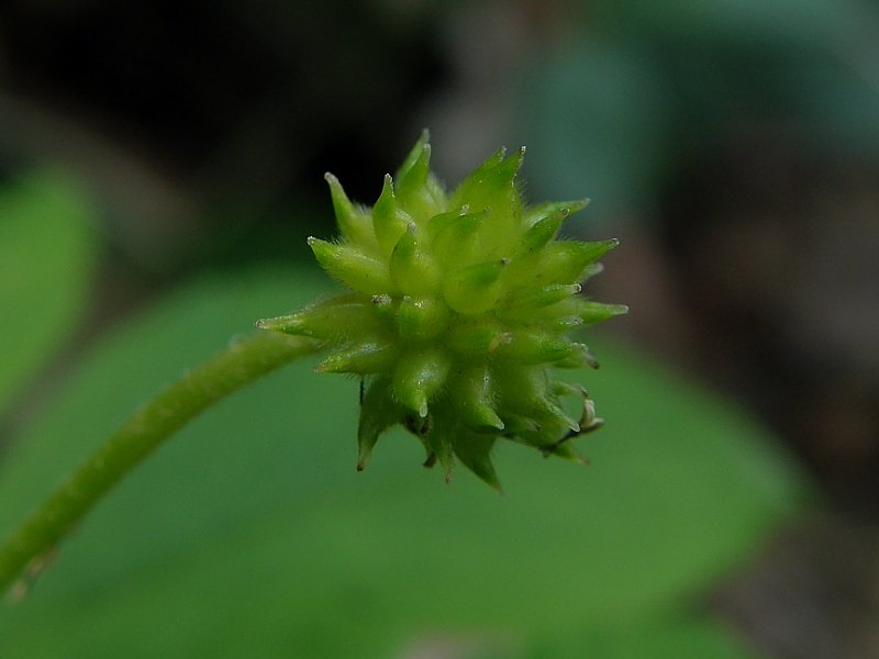 Anemonoides trifolia (L.) Holub subsp. brevidentata - Frutto