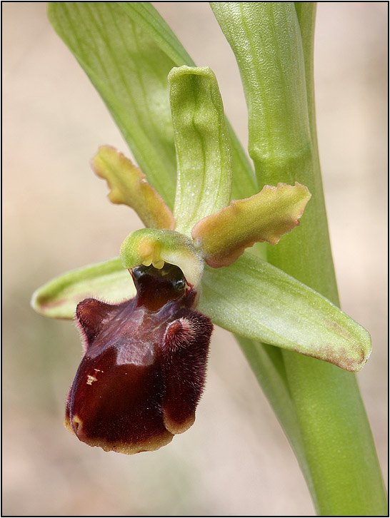 Ophrys-sphegodes-20110322-001-Kap.jpg