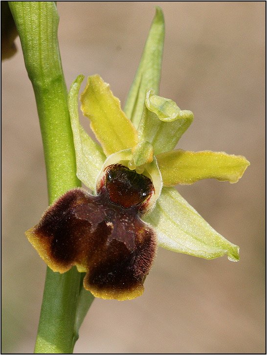 Ophrys-sphegodes-20060408-022-Kap.jpg