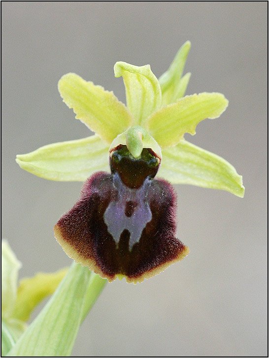 Ophrys-sphegodes-20070317-004-Kap.jpg