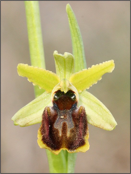 Ophrys-sphegodes-20070317-011-Kap.jpg