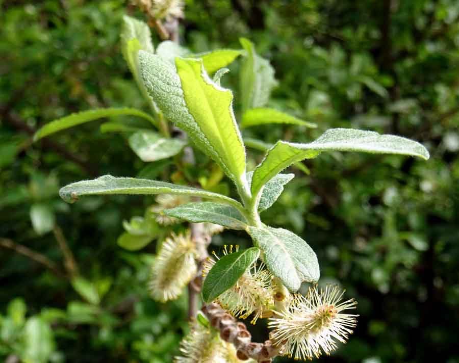 Salix-pedicellata-Desf..jpg