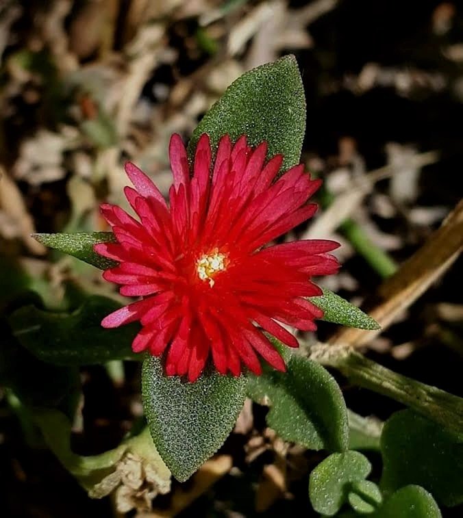 <i>Mesembryanthemum x vascosilvae</i> (Gideon F.Sm., E.Laguna, Verloove & P.P.Ferrer) L.Sáez & Aymerich