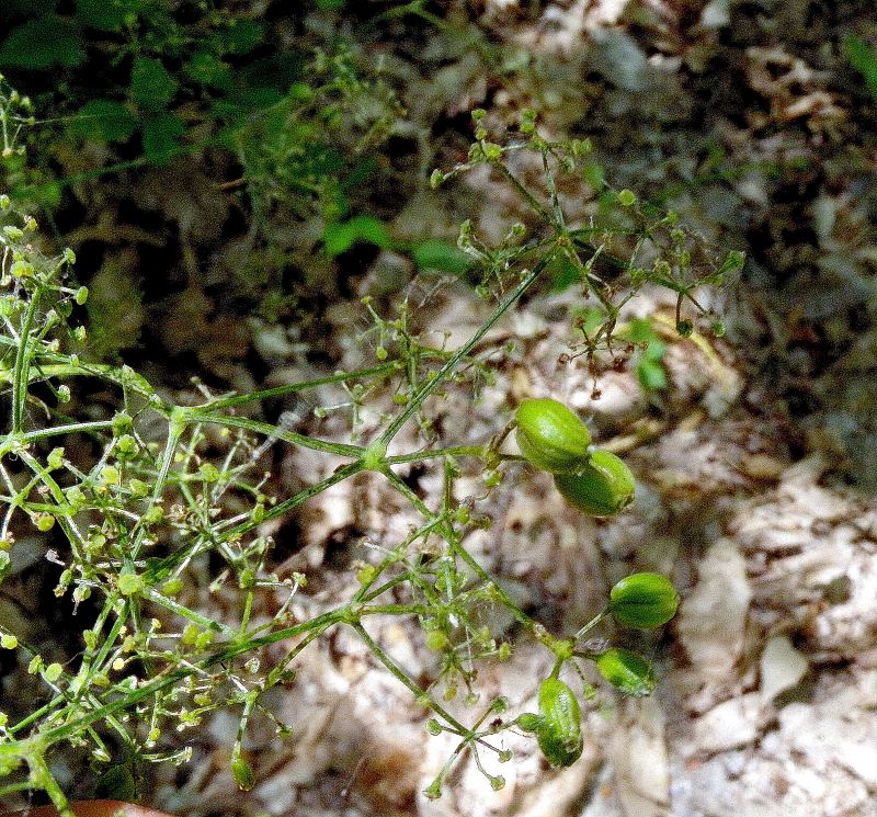 <i>Trochiscanthes nodiflora</i> (All.) W.D.J.Koch