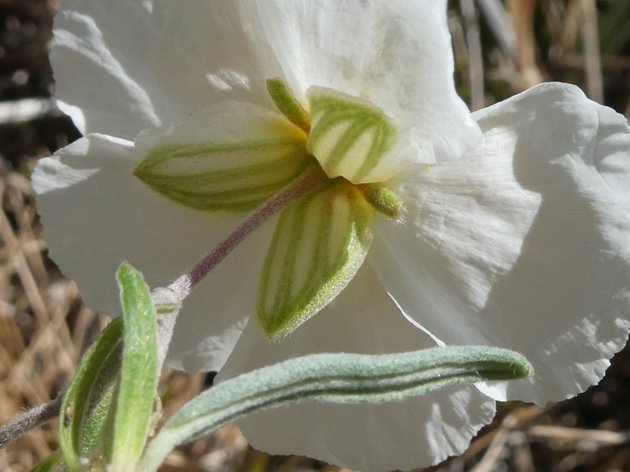 <i>Helianthemum apenninum</i> (L.) Mill. subsp. <i>apenninum</i>