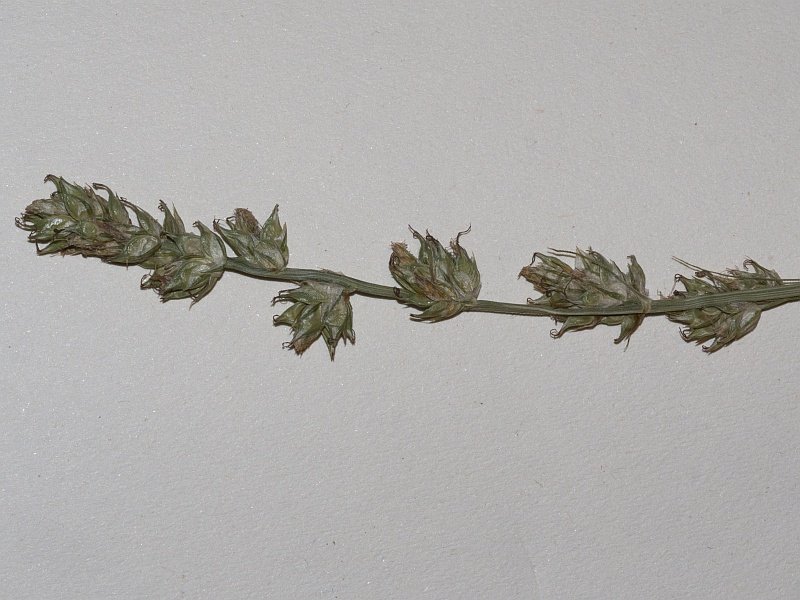 <i>Carex leersii</i> F.W.Schultz