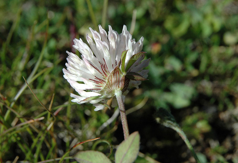Trifolium pratense L. subsp. nivale