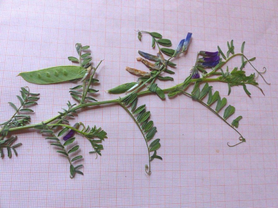 <i>Vicia monantha</i> Retz. subsp. <i>calcarata</i> (Desf.) Romero Zarco