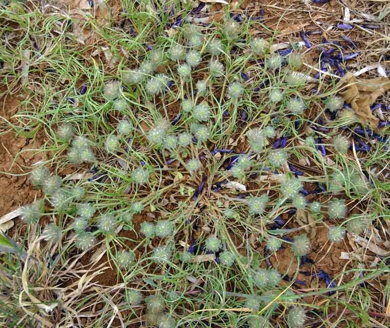 <i>Trifolium cherleri</i> L.