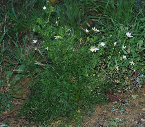 <i>Tripleurospermum inodorum</i> (L.) Sch.Bip.