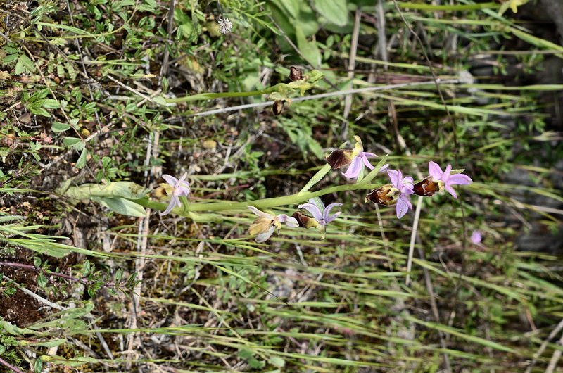 Ophrys 20220430-074.jpg
