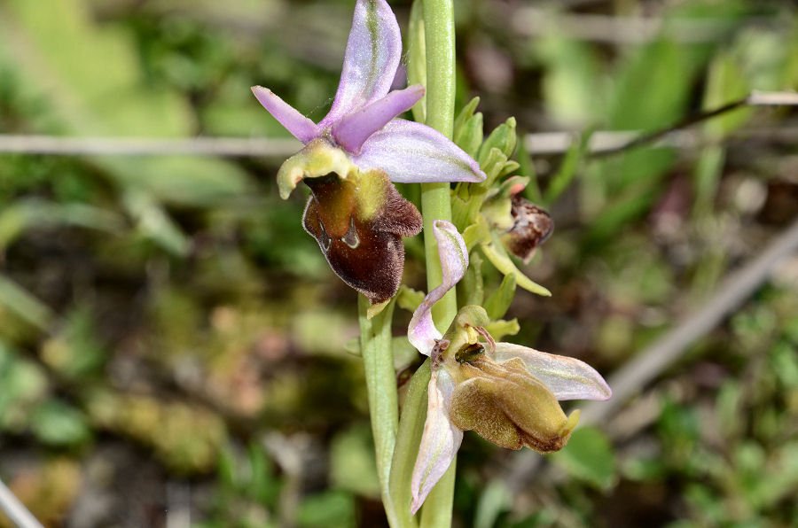 Ophrys 20220430-073.jpg