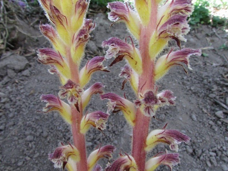 <i>Orobanche pubescens</i> d'Urv.