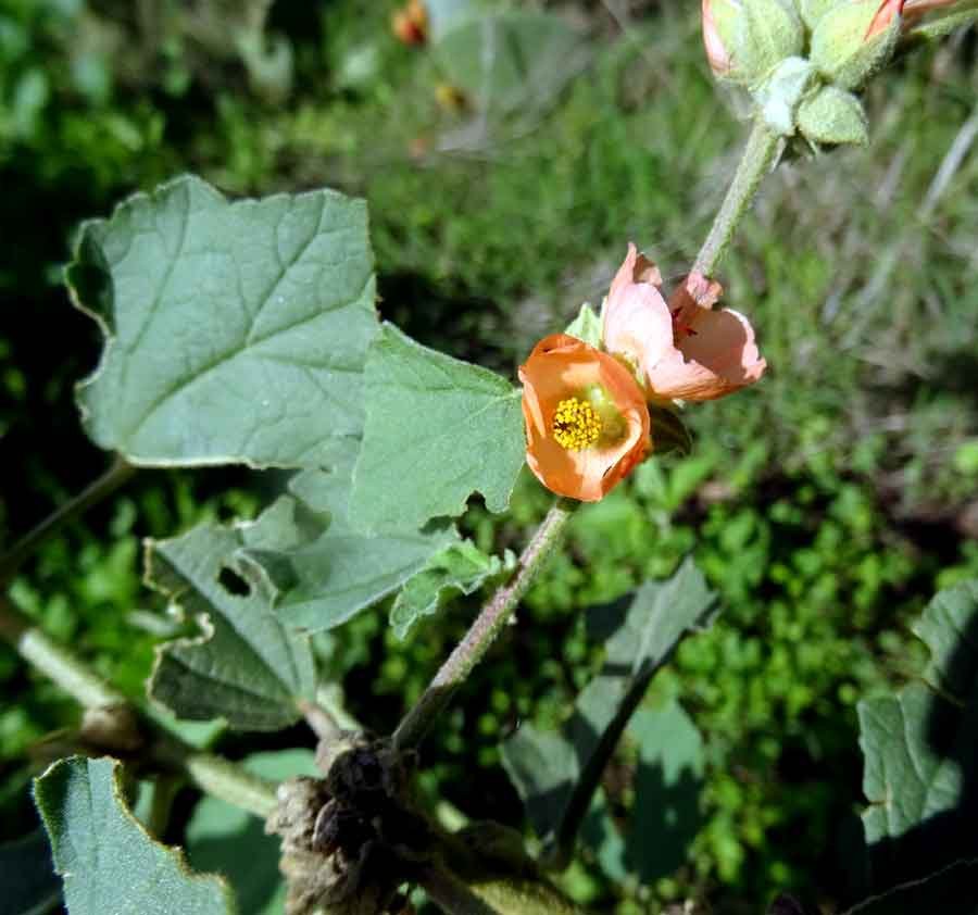 Sphaeralcea-bonariensis-(Ca.jpg
