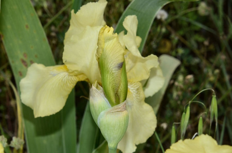 <i>Iris lutescens</i> Lam.