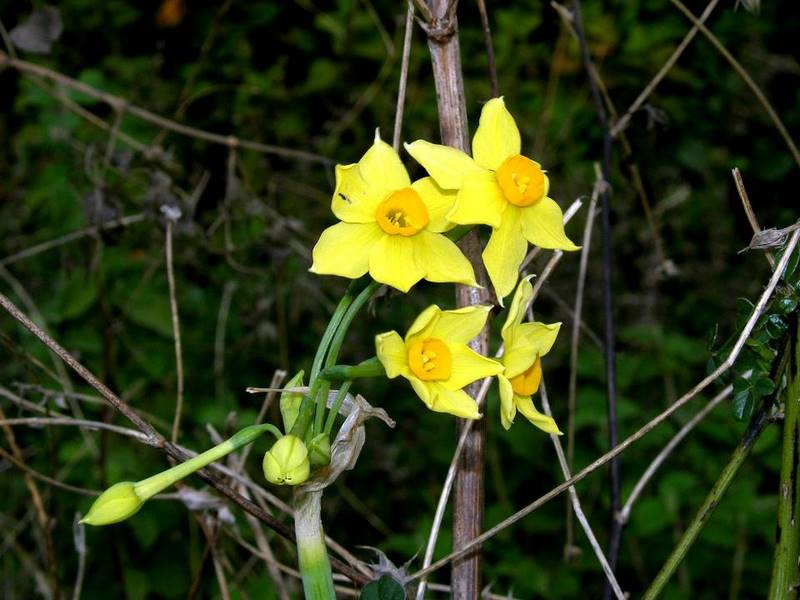 <i>Narcissus tazetta</i> L. subsp. <i>aureus</i> (Haw.) Baker