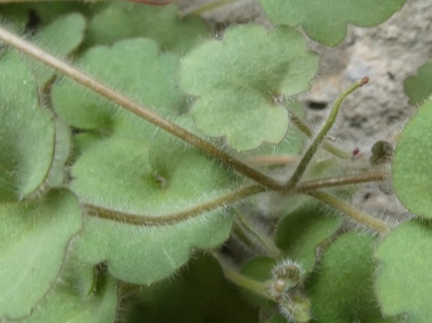 <i>Cymbalaria glutinosa</i> Bigazzi & Raffaelli subsp. <i>brevicalcarata</i> Bigazzi & Raffaelli